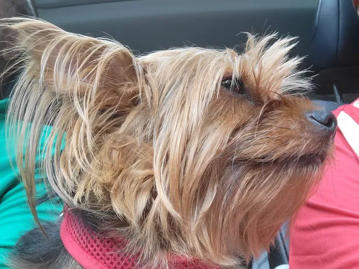 Animal Medical Center of Watkins Park 12