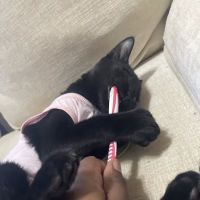 Spay Spot ico