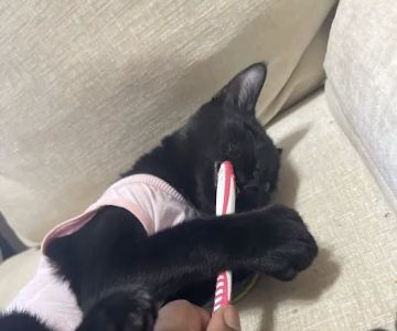Spay Spot