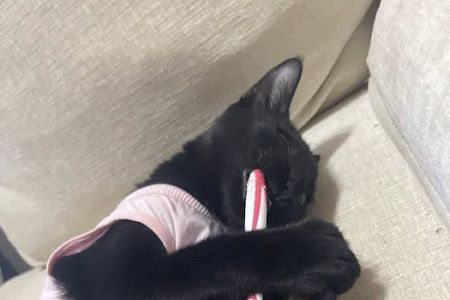 Spay Spot