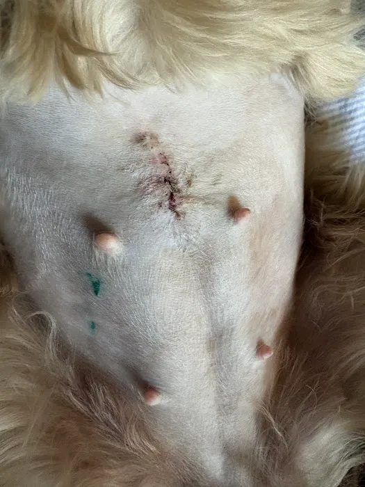 Spay Spot 4