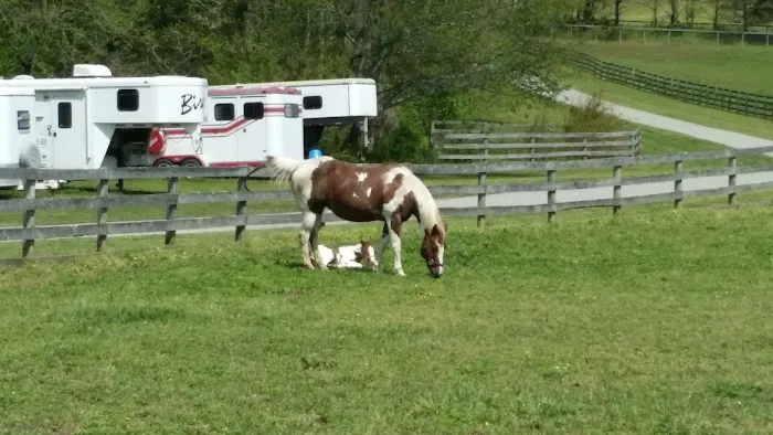 Wolf Creek Equine 12