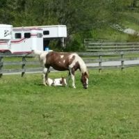 Wolf Creek Equine ico
