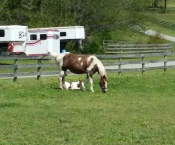 Wolf Creek Equine