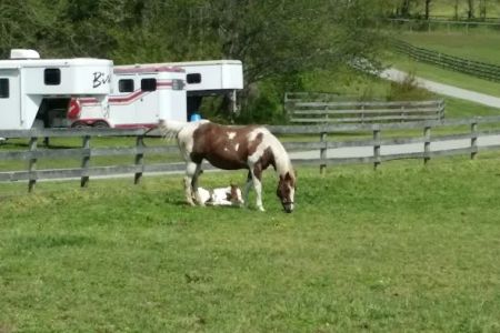 Wolf Creek Equine