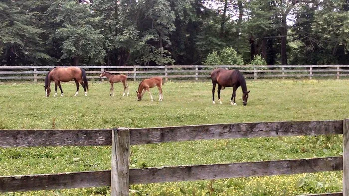 Wolf Creek Equine 12