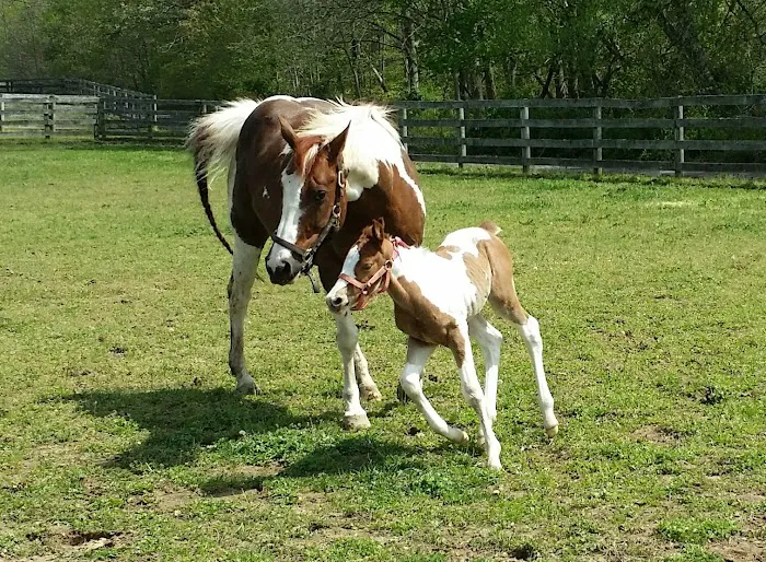 Wolf Creek Equine 12