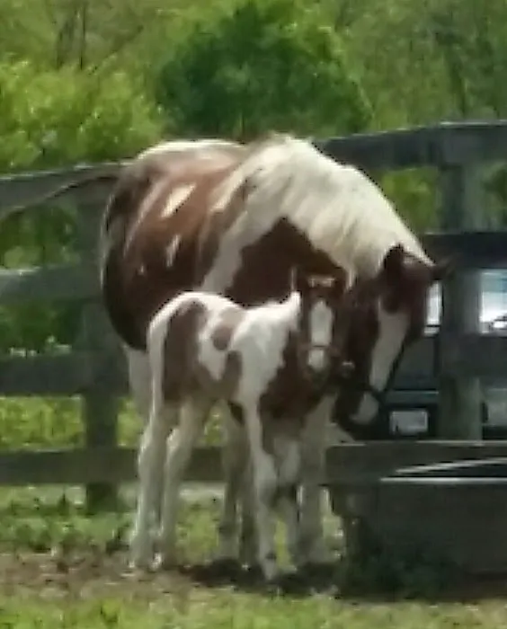 Wolf Creek Equine 12