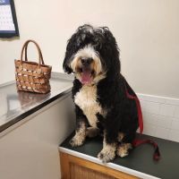 Dunkirk Animal Hospital ico