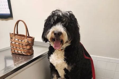 Dunkirk Animal Hospital