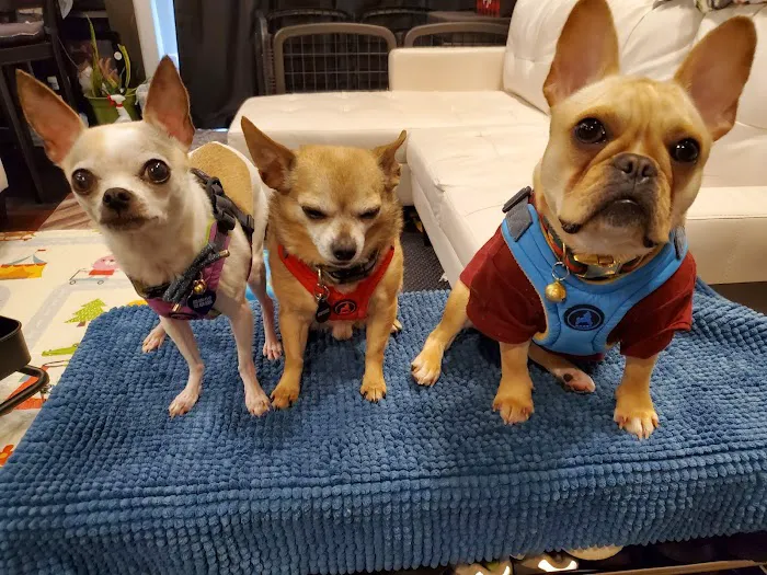 Dunkirk Animal Hospital 12