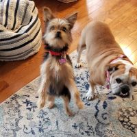 Four Legs Animal Hospital ico