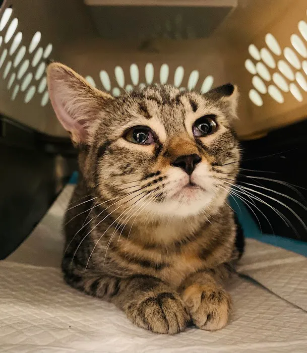 Spay Spa & Neuter Nook 1