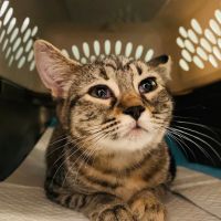 Spay Spa & Neuter Nook ico