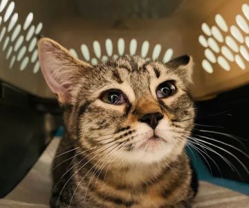 Spay Spa & Neuter Nook
