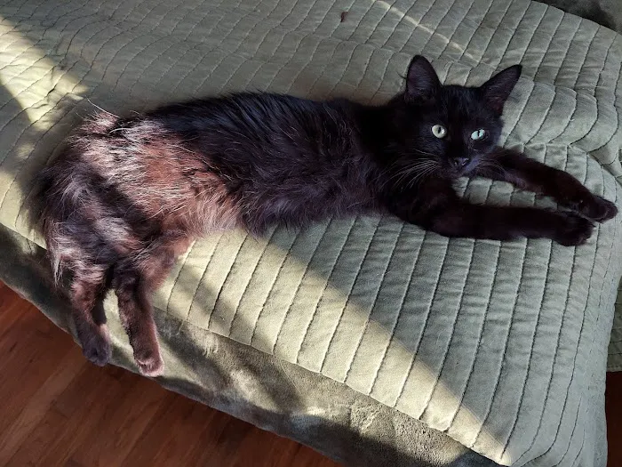 Spay Spa & Neuter Nook 3