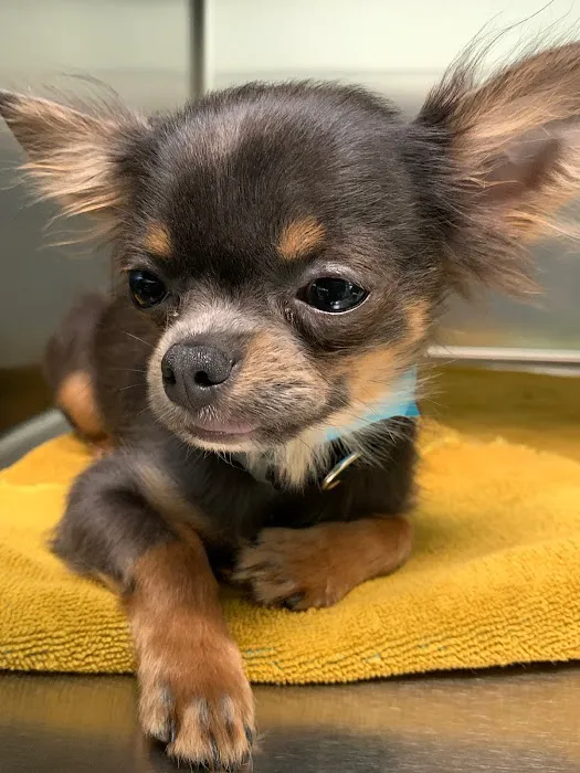 Spay Spa & Neuter Nook 2