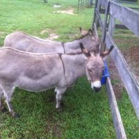 Davidsonville Veterinary Clinic ico