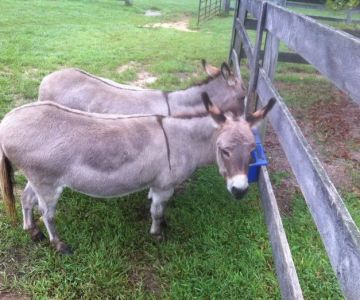 Davidsonville Veterinary Clinic