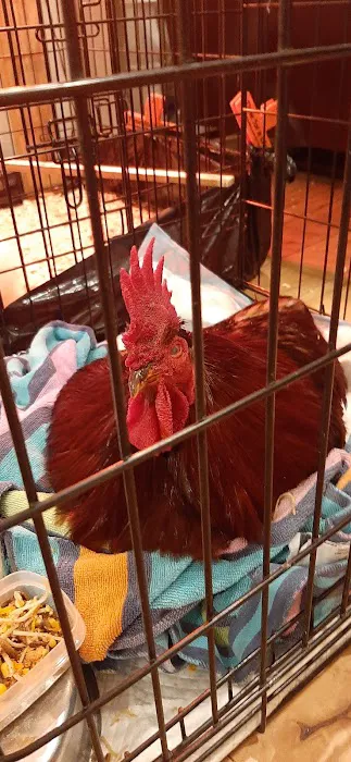 Davidsonville Veterinary Clinic 5