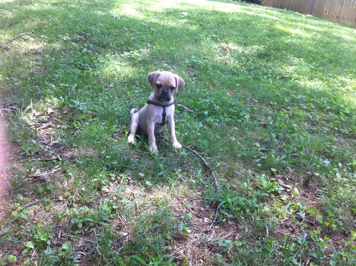 Davidsonville Veterinary Clinic 9