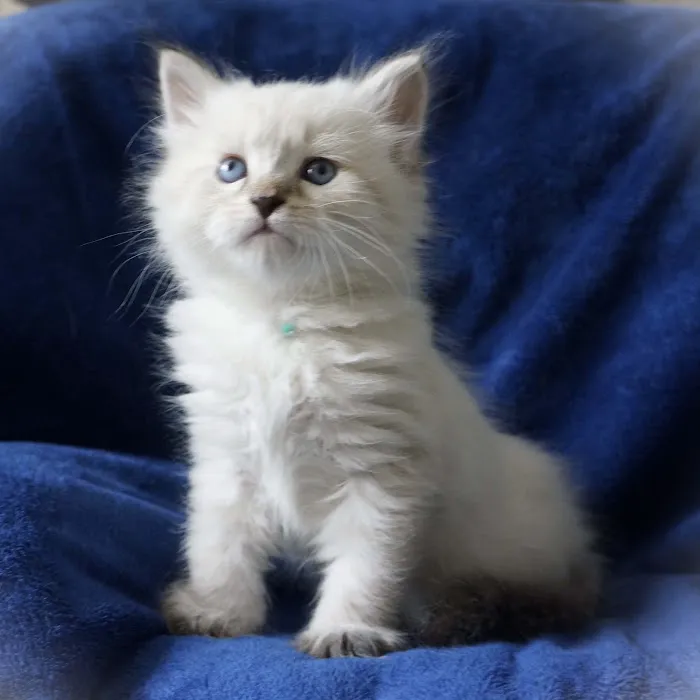 Blue Gem Siberian Cats 2