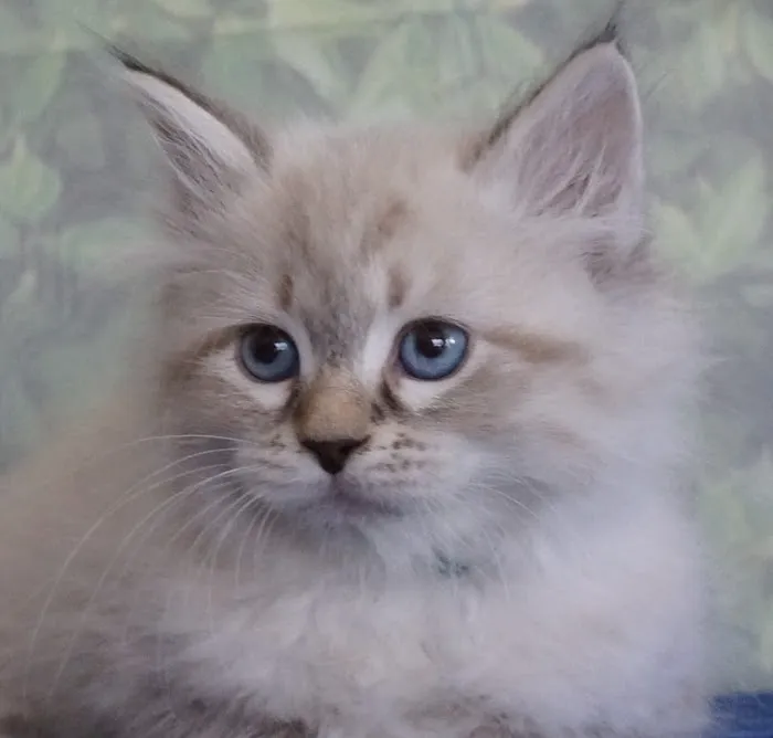 Blue Gem Siberian Cats 3