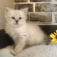 Blue Gem Siberian Cats ico