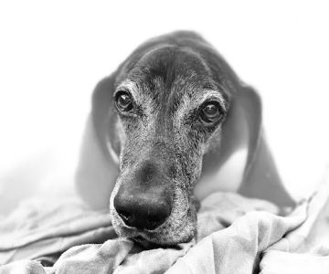 Happy Endings In Home Pet Euthanasia