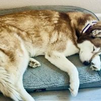 Dermatology for Animals - Gilbert ico