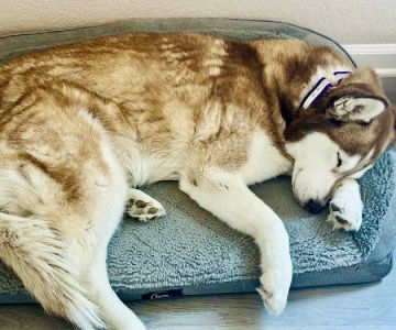 Dermatology for Animals - Gilbert