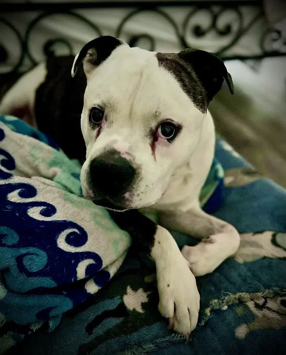 Dermatology for Animals - Gilbert 5