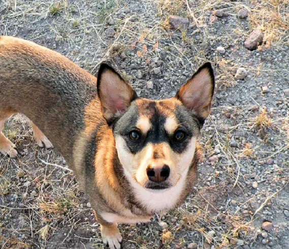 Dermatology for Animals - Gilbert 4