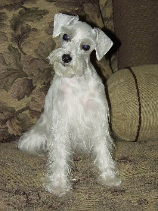 Dermatology for Animals - Gilbert 8