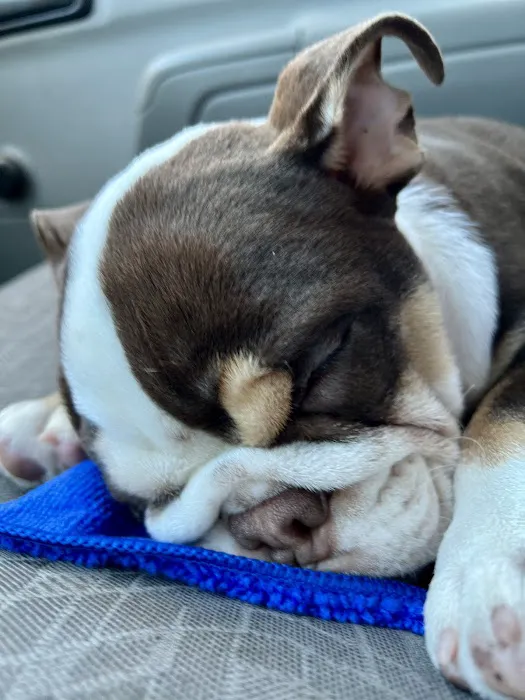Dermatology for Animals - Gilbert 6
