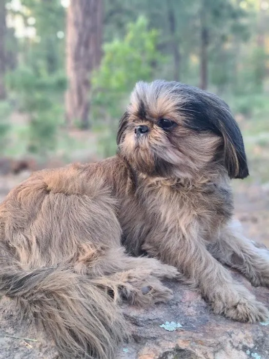 Dermatology for Animals - Gilbert 7