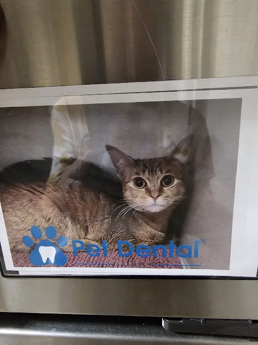 Pet Dental USA 2