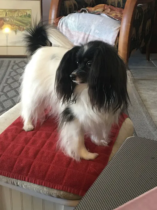 Pet Dental USA 6