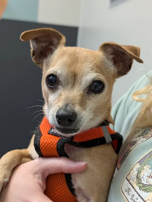 Pet Dental USA 7