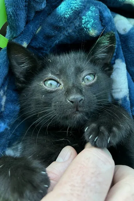 Vetco Vaccination Clinic 2