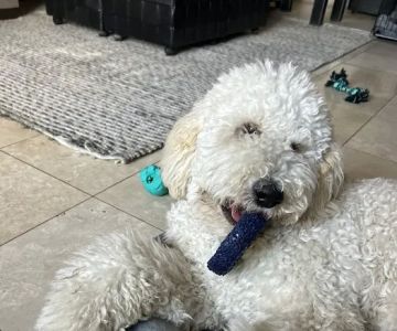 101 SPAY & NEUTER OF SCOTTSDALE