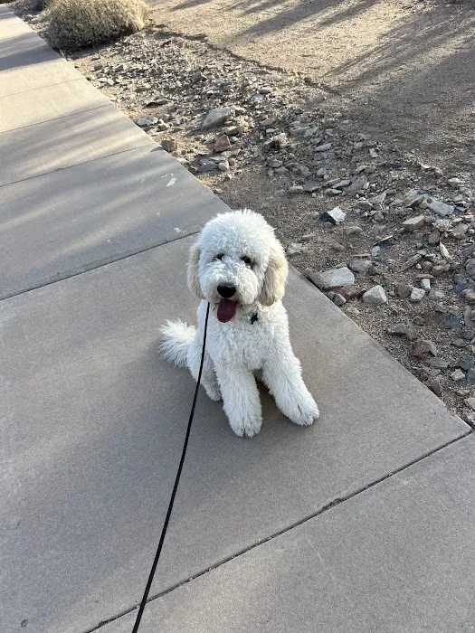 101 SPAY & NEUTER OF SCOTTSDALE 2