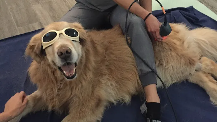 Canine Wellness Center 3