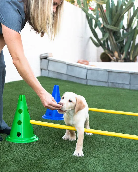 Canine Wellness Center 1