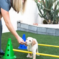 Canine Wellness Center ico