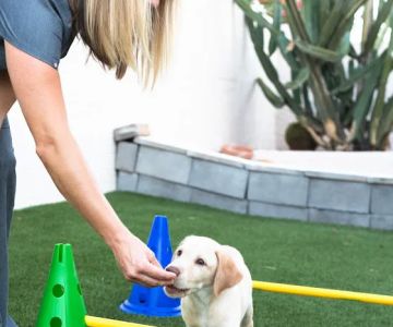 Canine Wellness Center