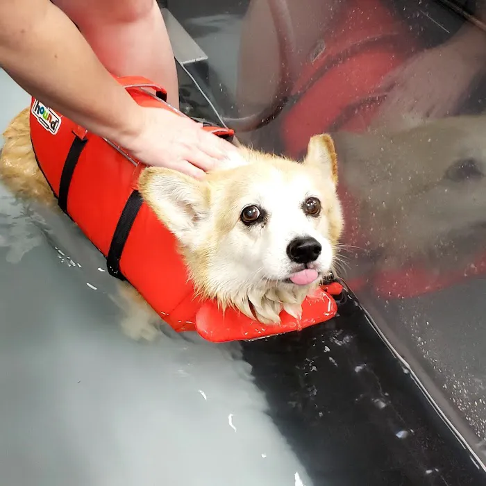 Canine Wellness Center 6