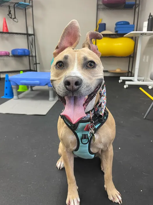 Canine Wellness Center 10