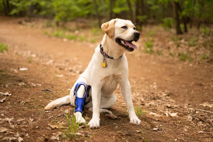 Pet Ortho Braces 2