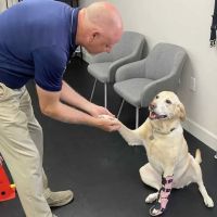 Pet Ortho Braces ico